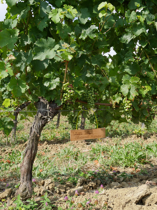 Виноградник на урожай